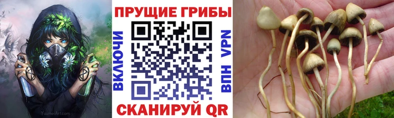 даркнет сайт  Глазов  Галлюциногенные грибы мицелий 